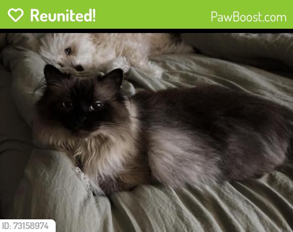 Reunited Female Cat last seen Near Glade Rd, Colleyville, TX 76034, USA, Colleyville, TX 76034