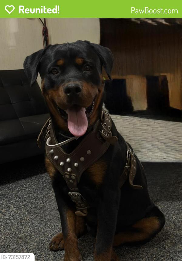 Reunited Male Dog last seen San carlos dr & angelina, Chaparral, NM 88081
