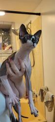 Reunited Unknown Cat last seen beckman dr, McKeesport, PA 15132
