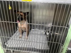 Reunited Female Dog last seen Last seen at the corner of North Morgan Street and East Columbus Drive, Tampa, FL 33602