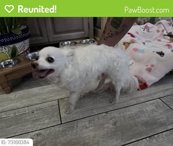 Reunited Male Dog last seen Altadena Dr. and Highland, Altadena, CA 91001