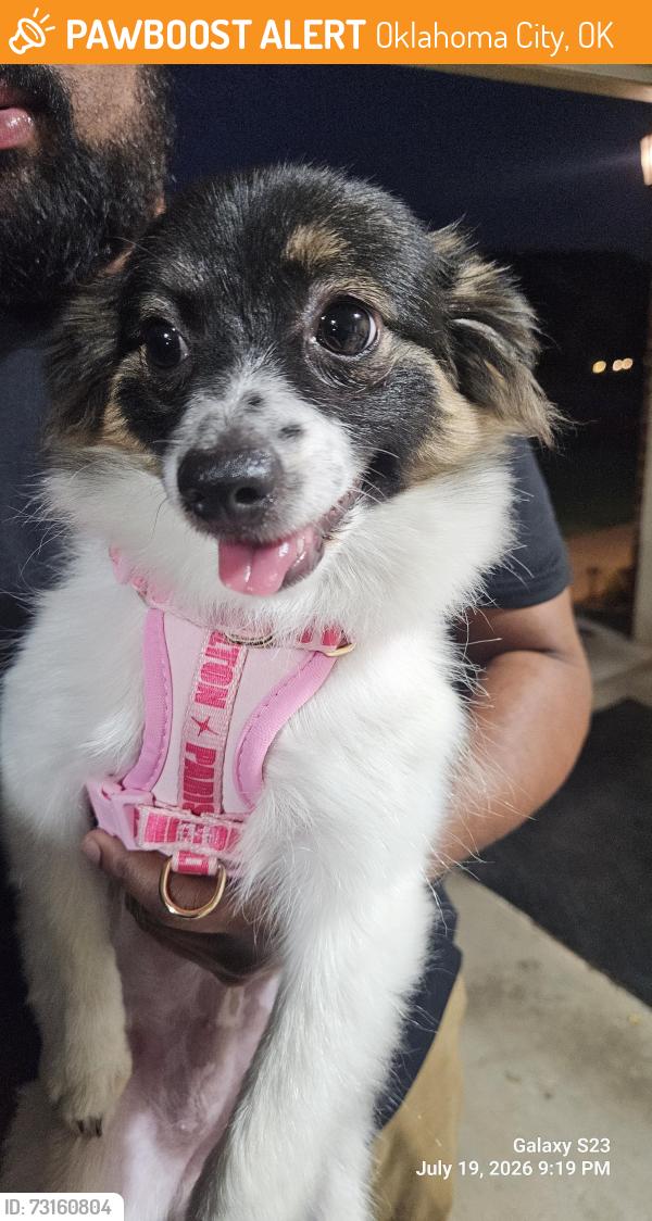 Found/Stray Unknown Dog last seen 122nd and mcarthur, Oklahoma City, OK 73162