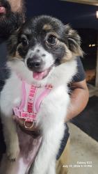 Found/Stray Unknown Dog last seen 122nd and mcarthur, Oklahoma City, OK 73162