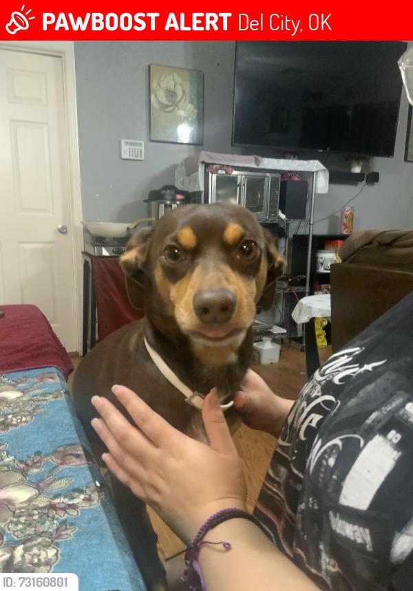 Lost Male Dog last seen By sunnylane by old seven Eleven, Del City, OK 73115