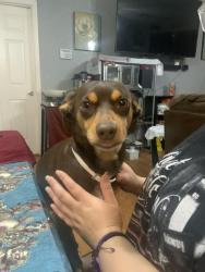 Lost Male Dog last seen By sunnylane by old seven Eleven, Del City, OK 73115