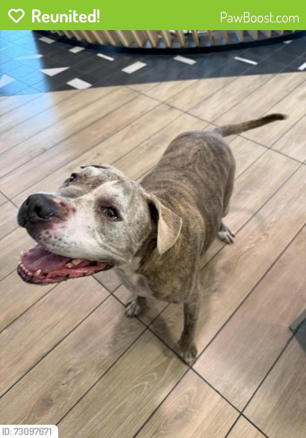 Reunited Male Dog last seen Near s forum drive, Grand Prairie, TX 75052