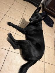 Lost Male Dog last seen Pines road and West 70th crossing, Shreveport, LA 71129