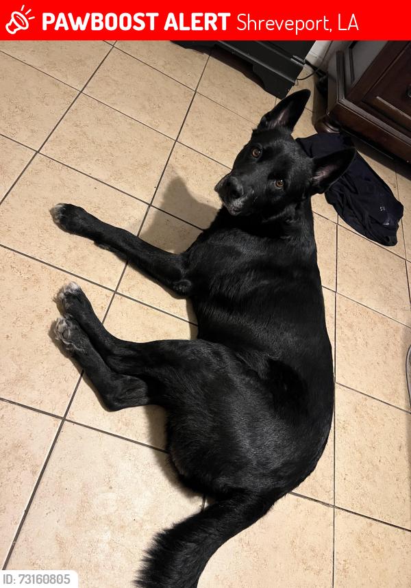 Lost Male Dog last seen Pines road and West 70th crossing, Shreveport, LA 71129