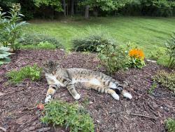 Lost Male Cat last seen Last seen at our home off Broyles Road, near Turner Lane and Misty View Drive in Hendersonville., Hendersonville, NC 28791