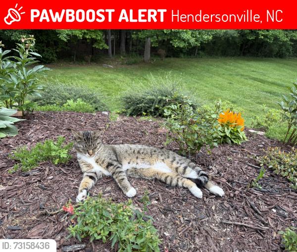 Lost Male Cat last seen Last seen at our home off Broyles Road, near Turner Lane and Misty View Drive in Hendersonville., Hendersonville, NC 28791