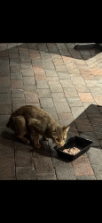 Found/Stray Unknown Cat last seen Next to back bay station Boston, Boston, MA 02116