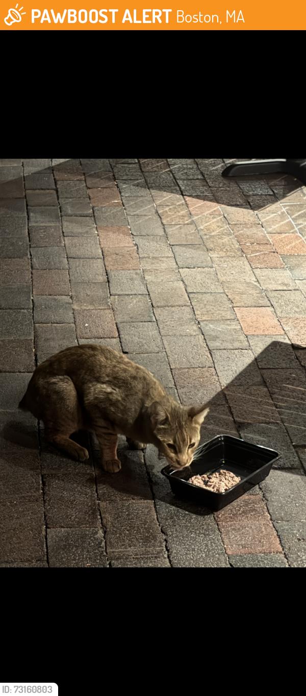 Found/Stray Unknown Cat last seen Next to back bay station Boston, Boston, MA 02116