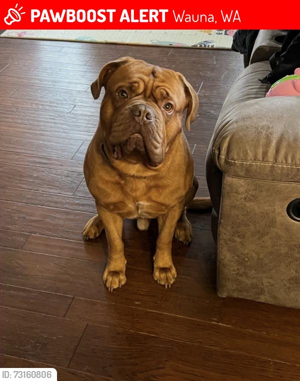 Lost Male Dog last seen Creviston, Wauna, WA 98329