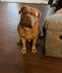 Lost Male Dog last seen Creviston, Wauna, WA 98329