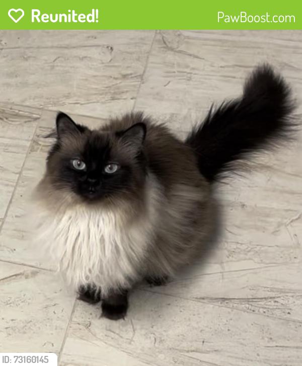 Reunited Female Cat last seen Near W Glade Rd, Colleyville, TX 76034, USA, Colleyville, TX 76034