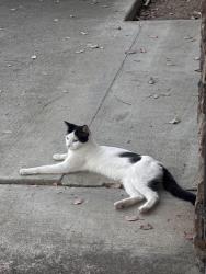 Found/Stray Unknown Cat last seen She’s hangs out in the side of tacomic and I’ve seen her a few weeks ago too, Sacramento, CA 95842