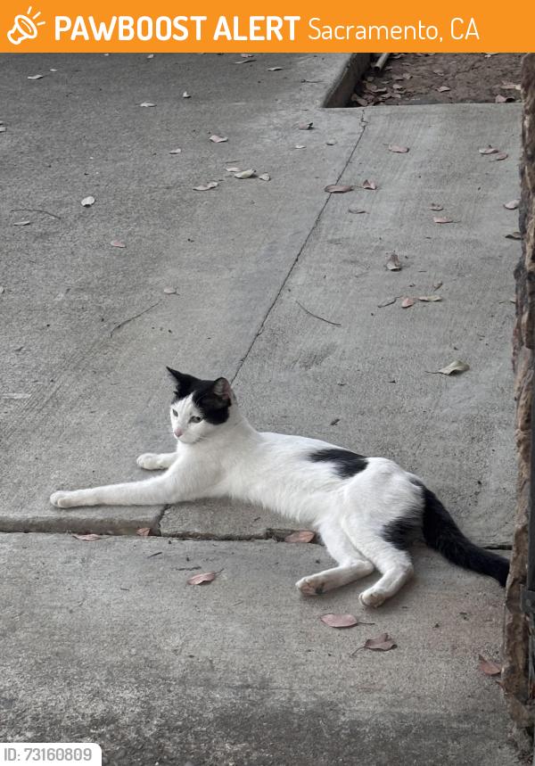 Found/Stray Unknown Cat last seen She’s hangs out in the side of tacomic and I’ve seen her a few weeks ago too, Sacramento, CA 95842