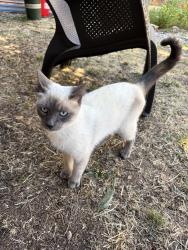 Found/Stray Male Cat last seen Duke and 60th Pl, Portland, OR 97206