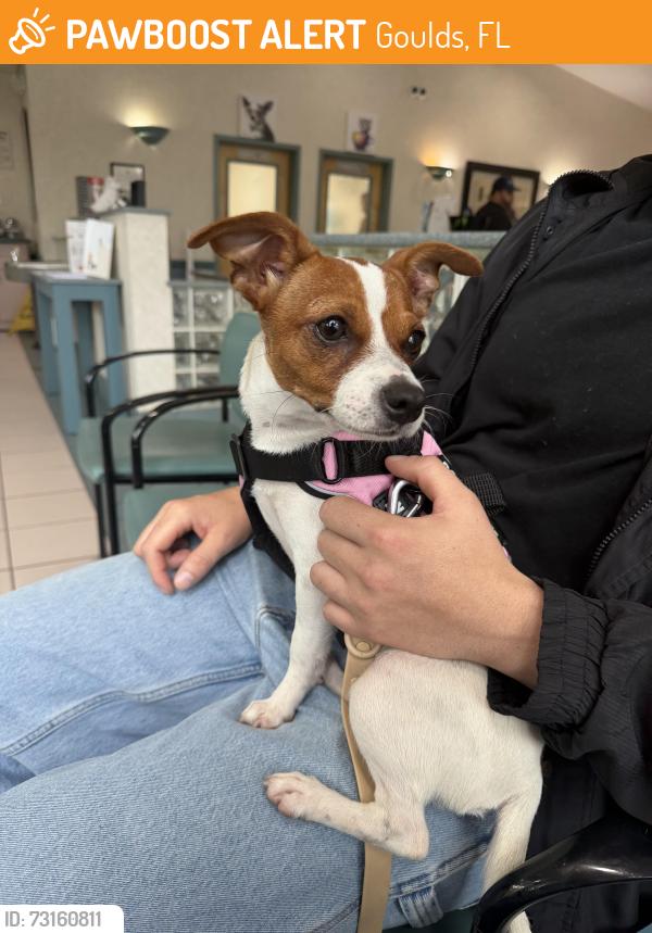 Found/Stray Female Dog last seen Redlands 214th st, Goulds, FL 33170