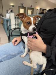 Found/Stray Female Dog last seen Redlands 214th st, Goulds, FL 33170