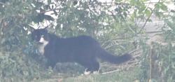 Found/Stray Unknown Cat last seen 116th and Edgerton, Hales Corners, WI 53130