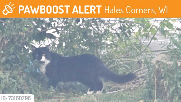 Found/Stray Unknown Cat last seen 116th and Edgerton, Hales Corners, WI 53130