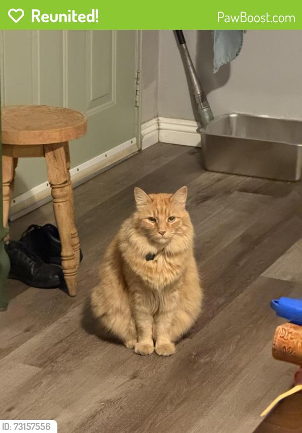 Reunited Female Cat last seen Azusa, La Puente, CA 91744