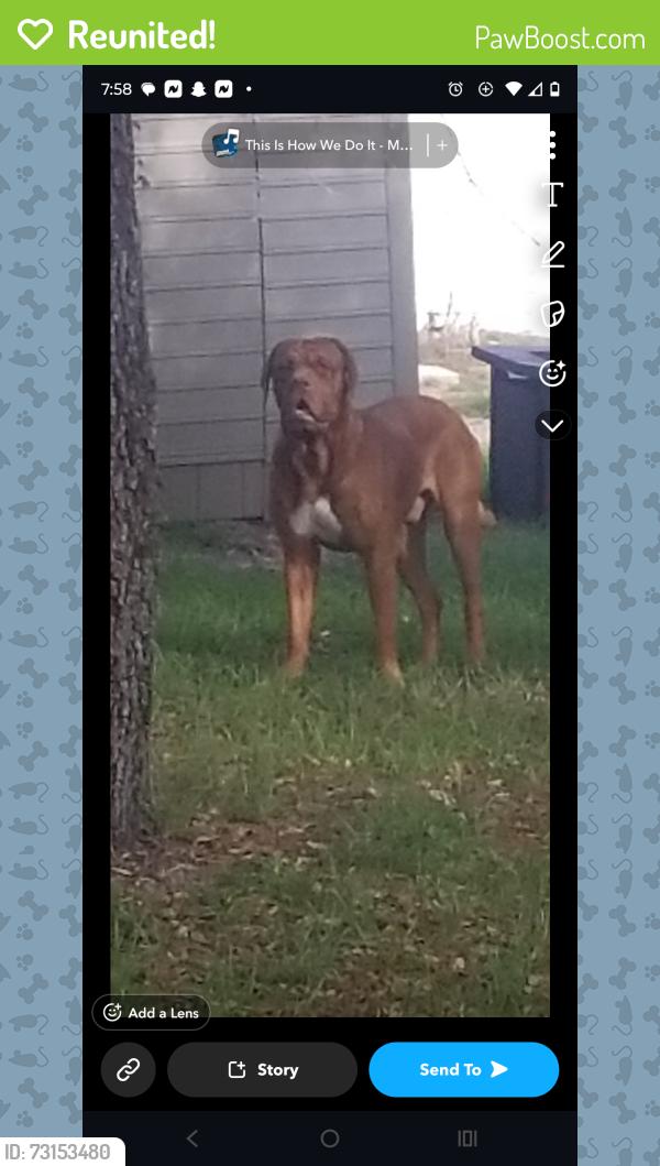 Reunited Male Dog last seen Beverly hills blvd, Beverly Hills, FL 34465