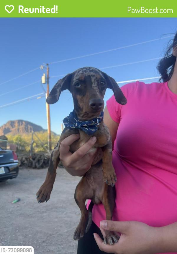Reunited Male Dog last seen Ajo /kinney, Pima County, AZ 85757