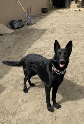 Lost Female Dog last seen Gladstone and Tyler, Los Angeles, CA 91342
