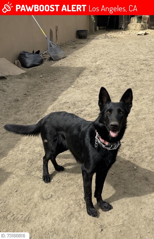 Lost Female Dog last seen Gladstone and Tyler, Los Angeles, CA 91342