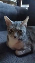 Reunited Female Cat last seen Near River Ave, Bronx, NY 10452, USA, The Bronx, NY 10452