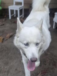 Reunited Female Dog last seen Glen Eyrie Ave Near Carolyn Ave, San Jose, CA 95125