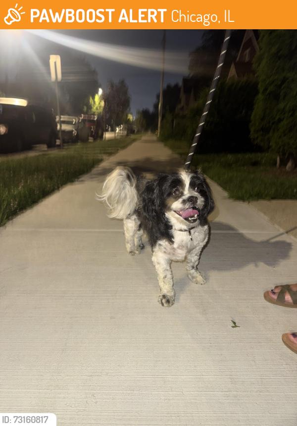 Found/Stray Female Dog last seen 51st and 23rd, Chicago, IL 60623