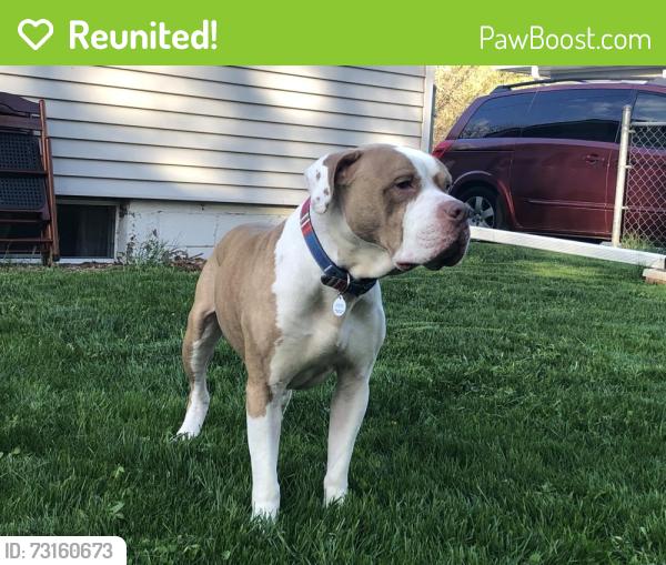 Reunited Male Dog last seen Harrison Ave near the Mulfords Wildwood homes, Rockford, IL 61108
