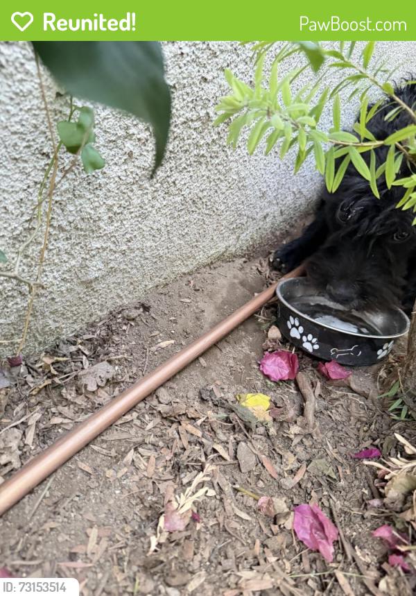 Reunited Male Dog last seen owens way, El Monte, CA 91733