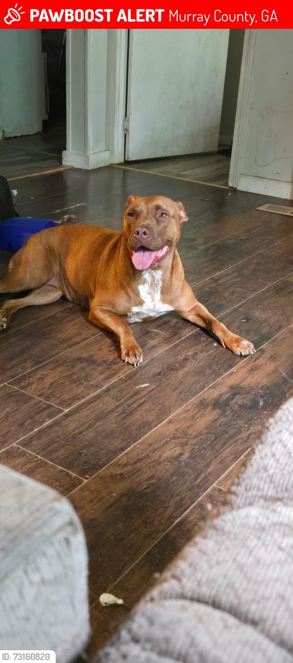 Lost Female Dog last seen South Hwy 225, Murray County, GA 30705