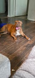 Lost Female Dog last seen South Hwy 225, Murray County, GA 30705