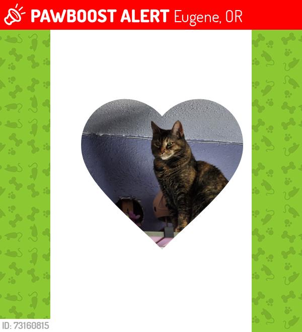 Lost Female Cat last seen WOOD STREET, Eugene, OR 97402
