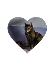 Lost Female Cat last seen WOOD STREET, Eugene, OR 97402