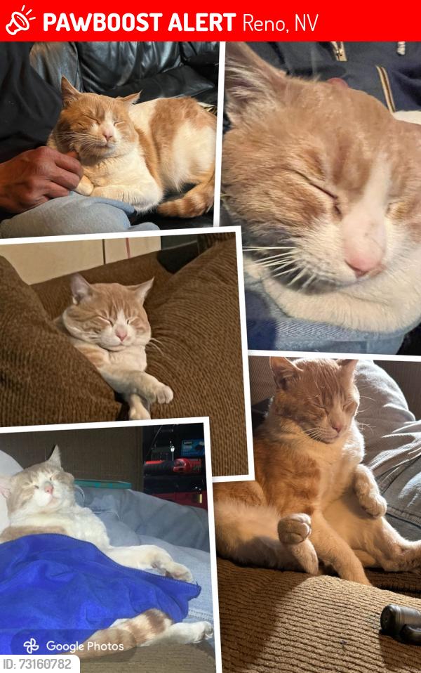 Lost Male Cat last seen wedekind, Reno, NV 89512