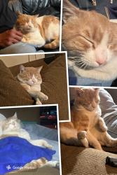 Lost Male Cat last seen wedekind, Reno, NV 89512