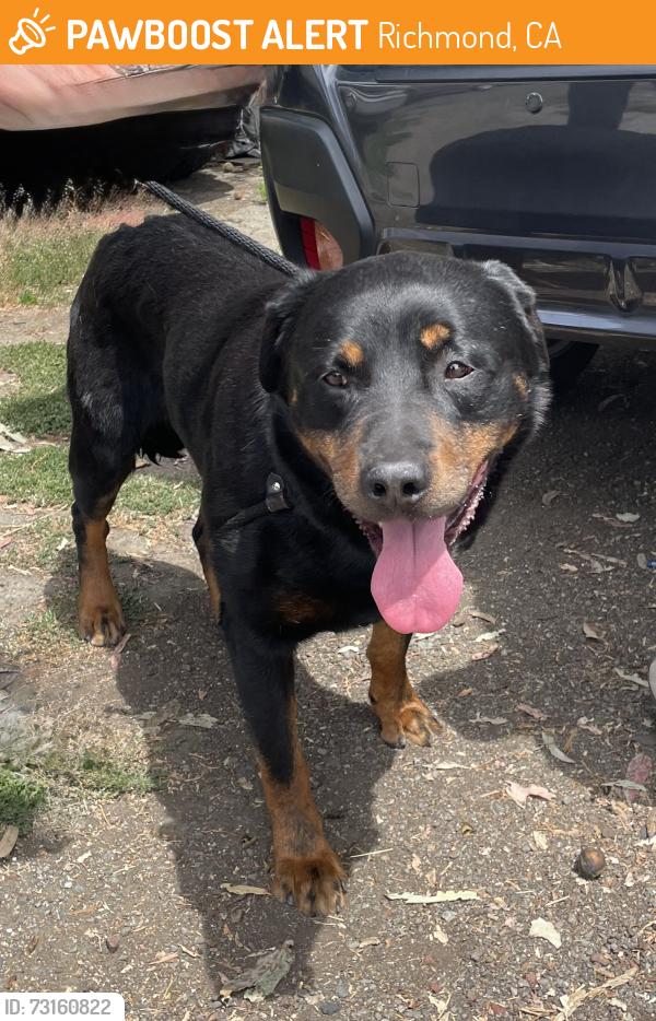 Found/Stray Male Dog last seen Fran Way, Richmond, CA 94803