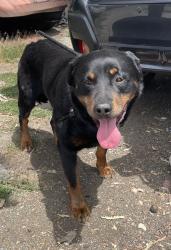 Found/Stray Male Dog last seen Fran Way, Richmond, CA 94803