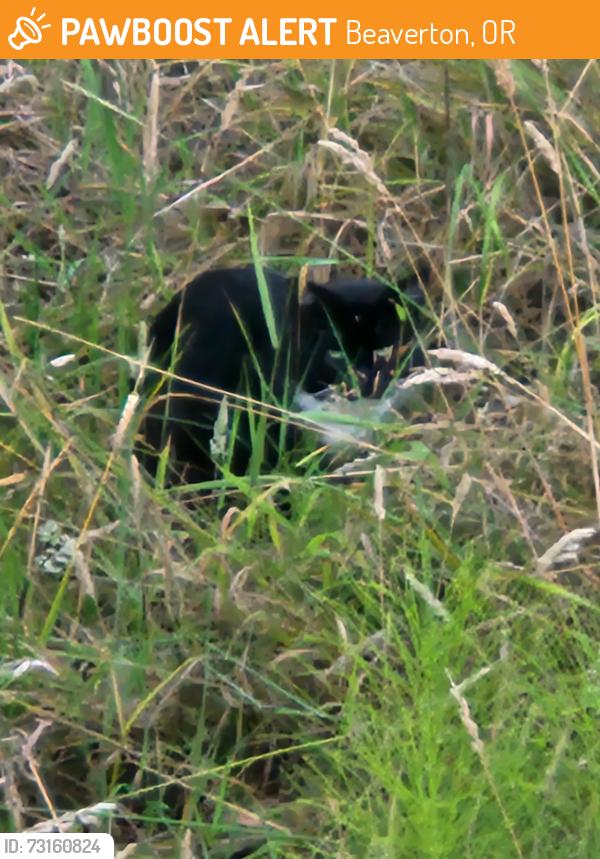 Found/Stray Unknown Cat last seen Walker rd & Nzw 167th, Beaverton, OR 97006