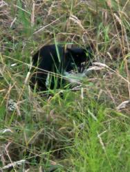 Found/Stray Unknown Cat last seen Walker rd & Nzw 167th, Beaverton, OR 97006