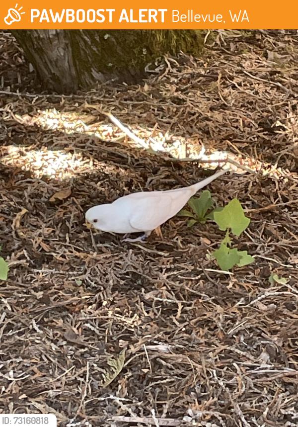 Found/Stray Unknown Bird last seen SE 24th St behind Bellevue college ball field, Bellevue, WA 98008