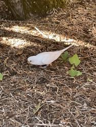 Found/Stray Unknown Bird last seen SE 24th St behind Bellevue college ball field, Bellevue, WA 98008