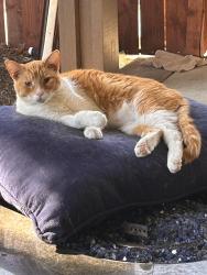 Lost Male Cat last seen Casa roble high school, Orangevale, CA 95662
