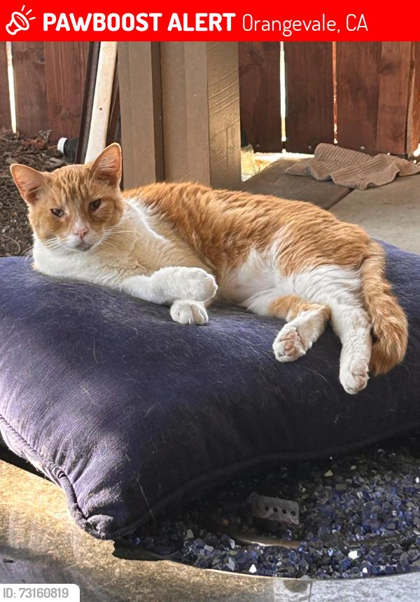 Lost Male Cat last seen Casa roble high school, Orangevale, CA 95662